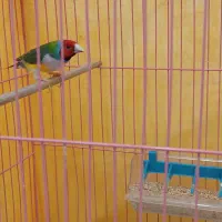 جفت فنچ گلدین زیبا