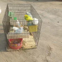 شش عددمرغ عشق