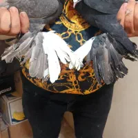 فیلی اغگورغ|پرنده|تبریز, |دیوار