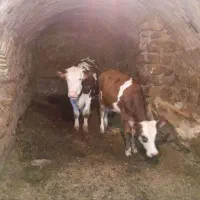 گوساله ماده سیمینتال