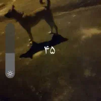 گمشده|حیوانات|اردل, |دیوار