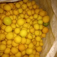 لیمو زرد مناسب ابگیری