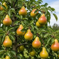 فقط خریداران امروز هدیه رایگان نهـال|خدمات باغبانی و درختکاری|سنندج, |دیوار