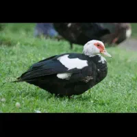 اردک اسرائیلی وبوقلمون