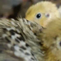 جوجه بلدرچین ۱۵ روزه و تخم بلدرچین نطفه دار