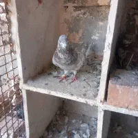 کبوتر سرور|پرنده|ایرانشهر, |دیوار