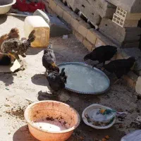 مرغ خروس ونیمه بزرگ|حیوانات مزرعه|بندر امام خمینی, |دیوار