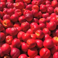 نهال شلیل وهلو