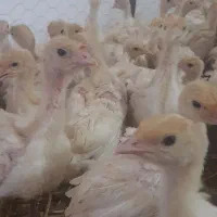 جوجه بوقلمون نیمچه