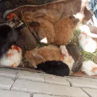 خرگوش پشمالو و دورگع