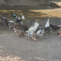 فروش مرغ های محلی منوجان.|حیوانات مزرعه|منوجان, |دیوار