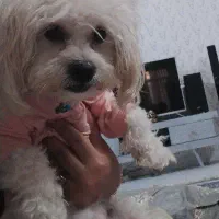 شیتزومالتیز فقط3/500