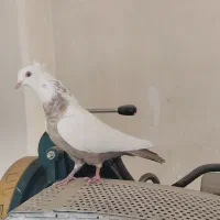 دم قهوه ای|پرنده|شیراز, شهرک مدرس|دیوار