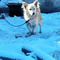 سگ پاکوتاه نر