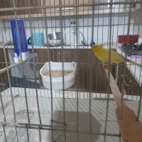 قناری مسکویی|پرنده|شاهینشهر, شهرک گلدیس|دیوار