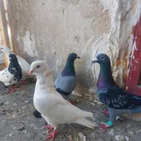 کبوتر کفتر صید
