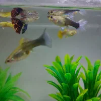 یک جفت ماهی گوپی وکت فیش