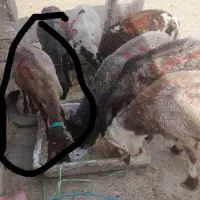 معاوضه ای گوسفندوبز باهرچیزی که هم قیمتشون باشه