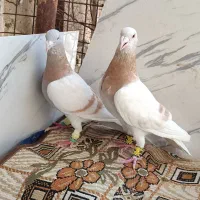 کفتر سوسنی زرد