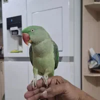 شاه طوطی رام و چلوندنی