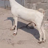 بزبنگال