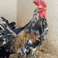 خروس جوان