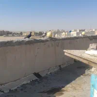 کبوتر|پرنده|شاهین‌شهر, شهرک گلدیس|دیوار