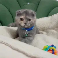 اسکاتیش فولد(گوش خمیده)