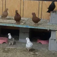 کبوترها همه باهم بفروش میرسن