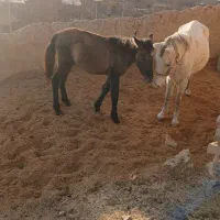 کره اسب نر آروم