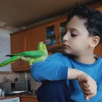 طوطی ملنگو ماده دستی