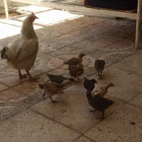 یک عدد مرغ و هشت جوجه