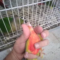 طوطی گرینچیک|پرنده|گنبد کاووس, |دیوار