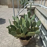 کاکتوس