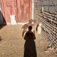 ۳تابزغاله۱۰م دانه۳۵۰۰بره چاق موجوده قصابی پذیرفته|حیوانات مزرعه|بجنورد, |دیوار