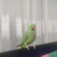 ملنگو|پرنده|تهران, بهمن یار|دیوار