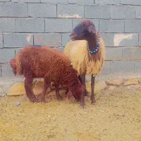 میش بره دار بره بزرگ نر درجه یک