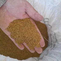 بذر یونجه ابی