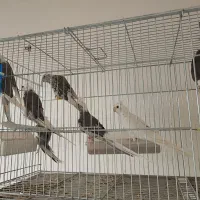 عروس هلندی مولد