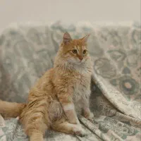 واگذاری گربه