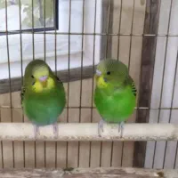 مرغ عشق|پرنده|شیراز, باغ تخت|دیوار