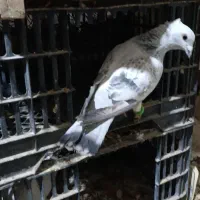 فروش حیوون|پرنده|کاشمر, |دیوار