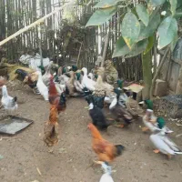 فروش اردک و مرغ و خروس محلی