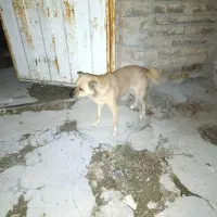 سرپرستی حیوان  پاکوتاه درسلامت کامل واکسن زده|سگ|دورود, |دیوار