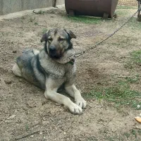 سگ پژدر