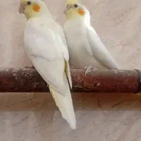 عروس هلندی|پرنده|شیروان (خراسان), |دیوار