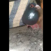کفتر دوتا نر پلنگ خوشگل