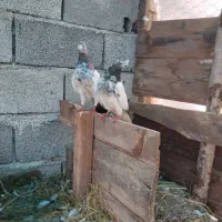 کبوتر