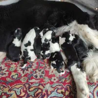 سگ قهدریجانی ماده|سگ|ایوان, |دیوار