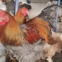 تخم نطفه دار  ویاندوت  گلین  برهما|حیوانات مزرعه|سبزوار, صالح آباد|دیوار